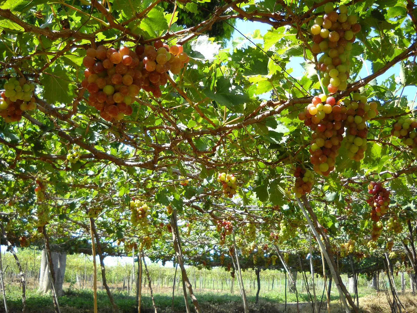 Bunches of ripening grapes hanging from a trellis in a Ninh Thuan vineyard
