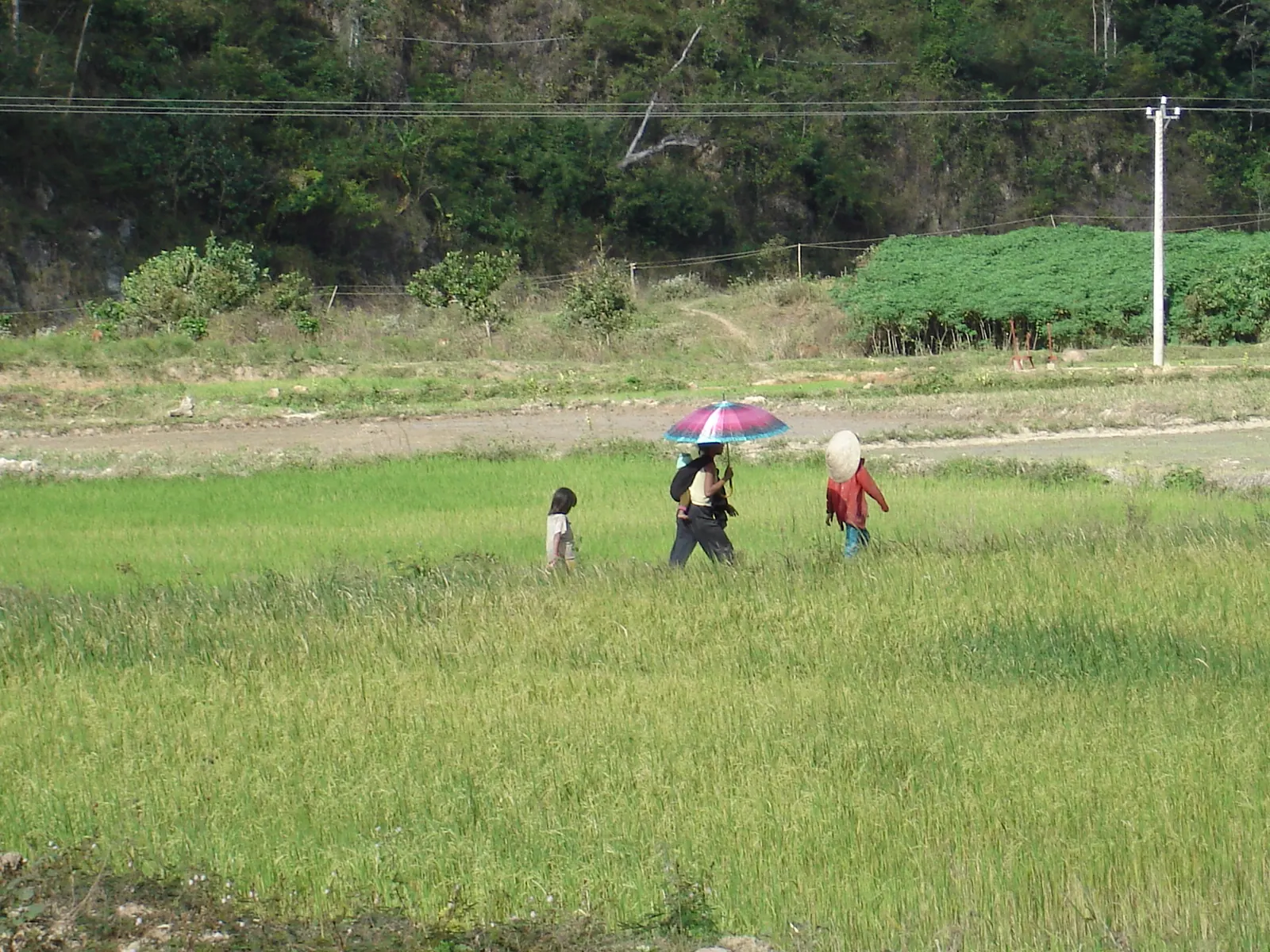 Farmers walking through a green rice field at Thanh Son in Khanh Son